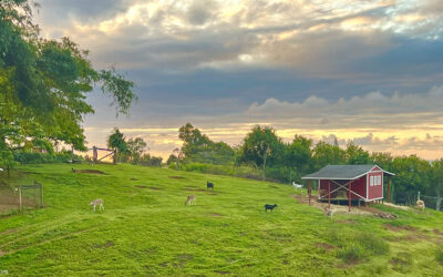 Leilani Farm Tour