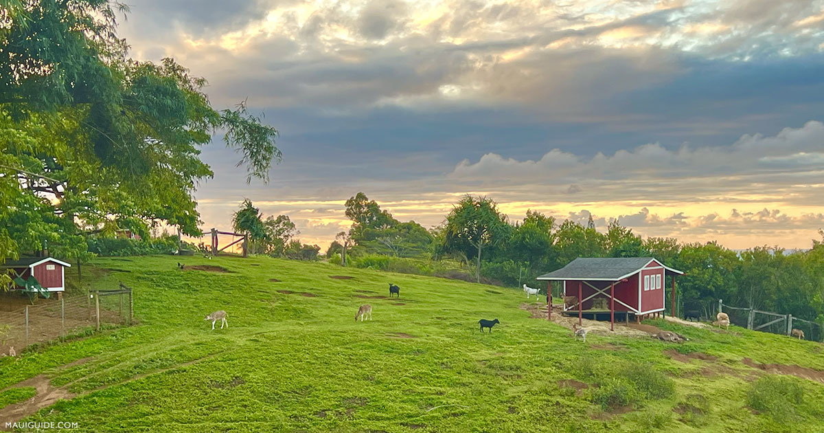 Leilani Farm Tour