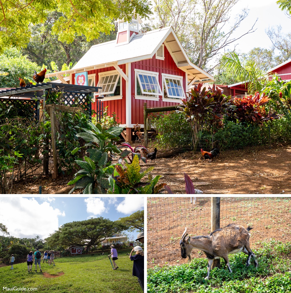 Maui farm sanctuary