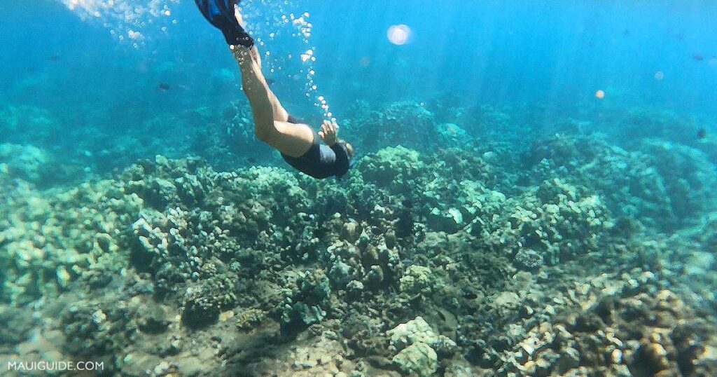 snorkeling Maui Hawaii