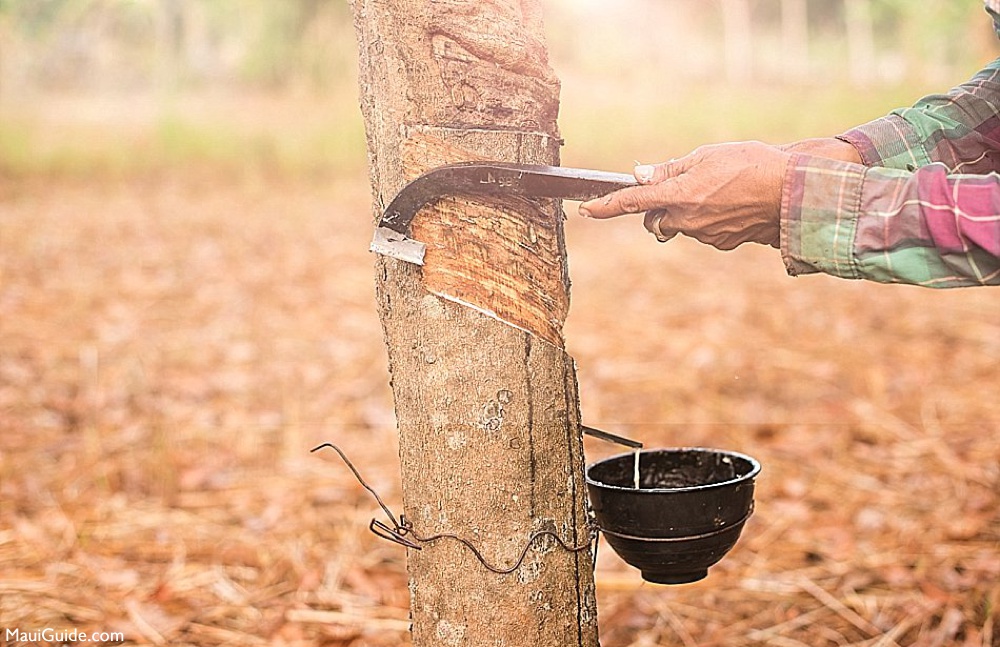 rubber extraction
