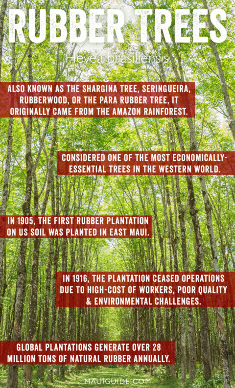 Rubber Trees on Maui - History of Maui Plants