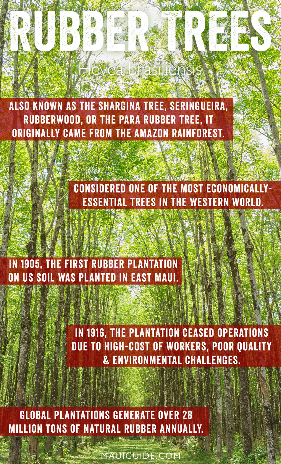 rubber tree facts