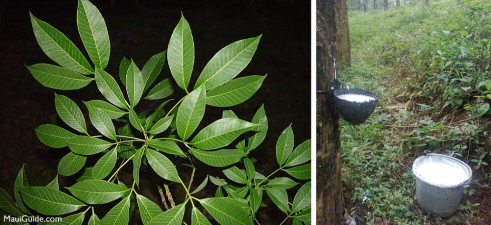 Rubber Trees on Maui - History of Maui Plants