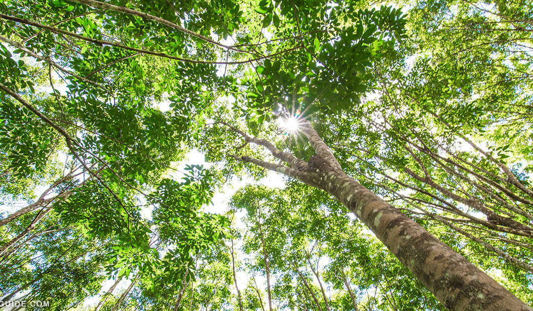 Rubber Trees on Maui