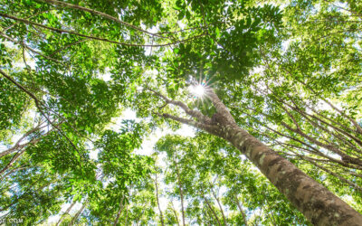 Rubber Trees on Maui