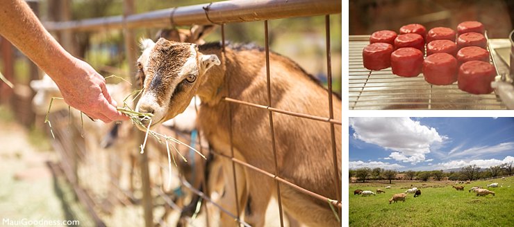 Maui goat dairy