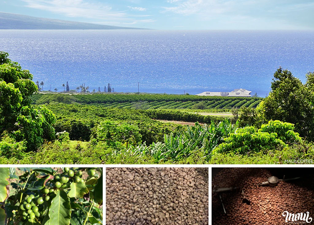 Hawaii coffee Farms