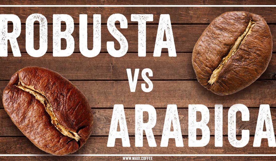 The Rise of Robusta