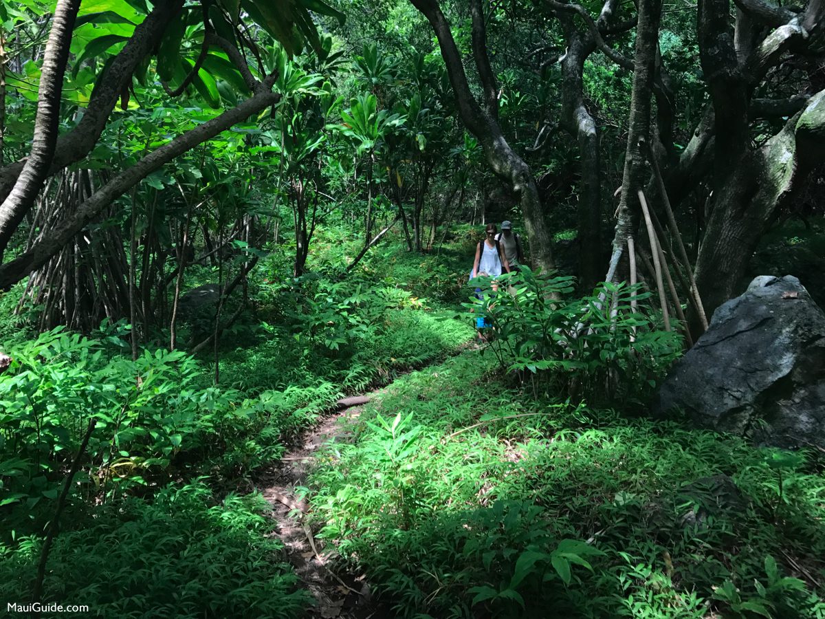 Lush forest beside a path along Maui’s Road to Hana