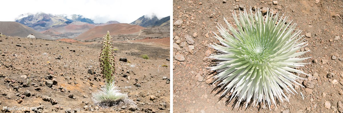 Flowering Haleakala silversword and close view of its silver leaves