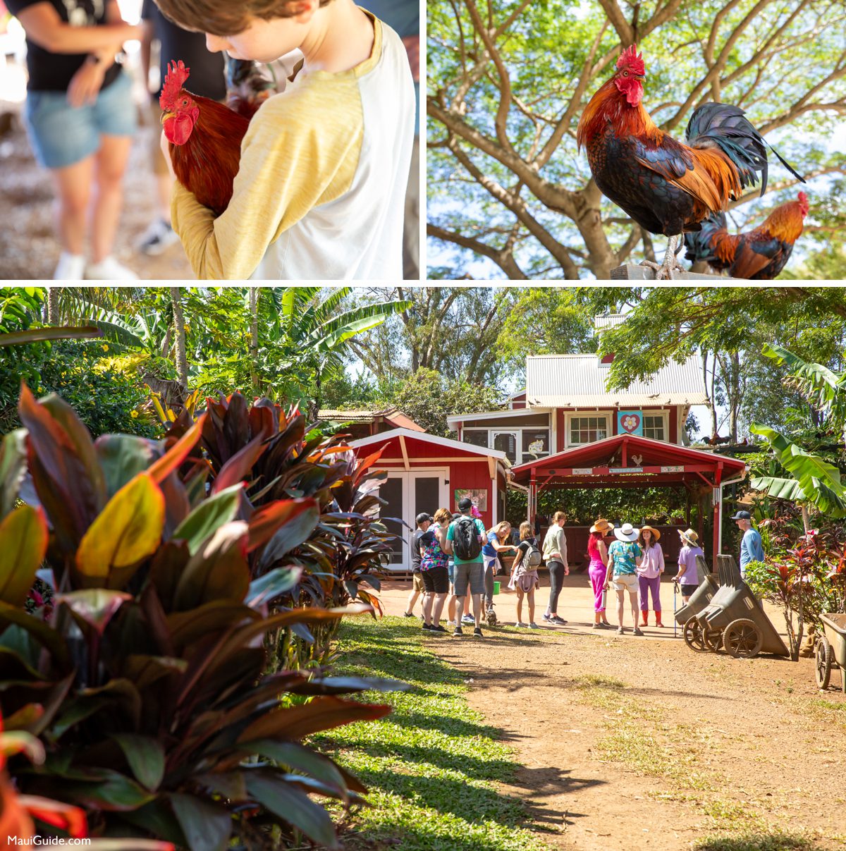 Visitors and rescued roosters at Leilani Farm Sanctuary, Maui
