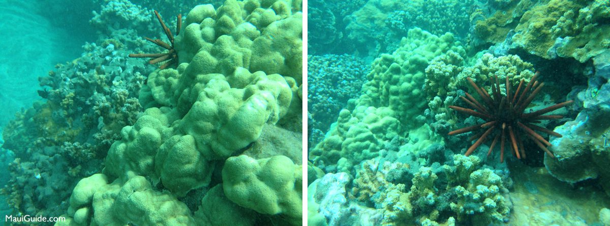 Coral and sea urchins on a Maui reef