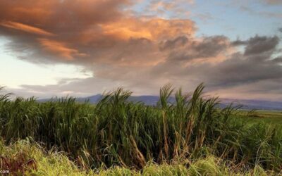 Maui GMO Moratorium: The 2014 Vote and What Followed