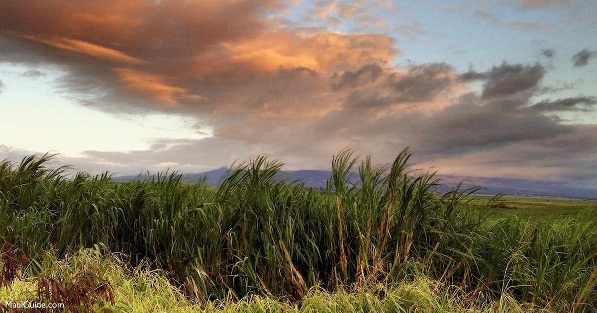 Maui sugarcane beneath evening clouds in 2014