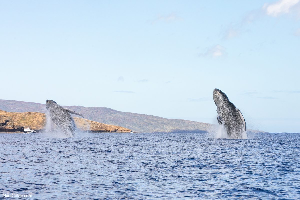 Humpback whales breaching off Maui