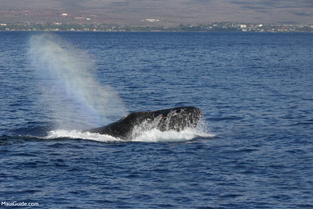 Humpback whale surfacing with a spout off Maui
