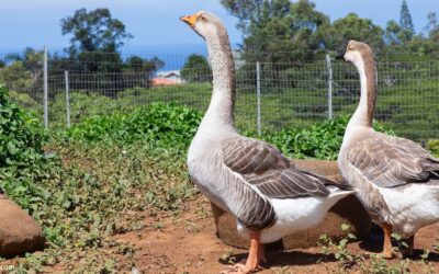 Maui Nonprofits to Know