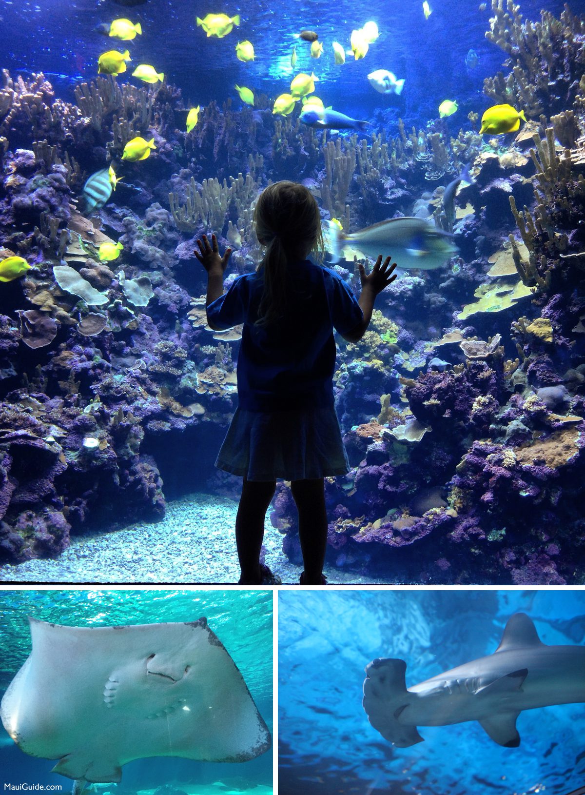 Child viewing reef fish, ray and hammerhead at Maui Ocean Center