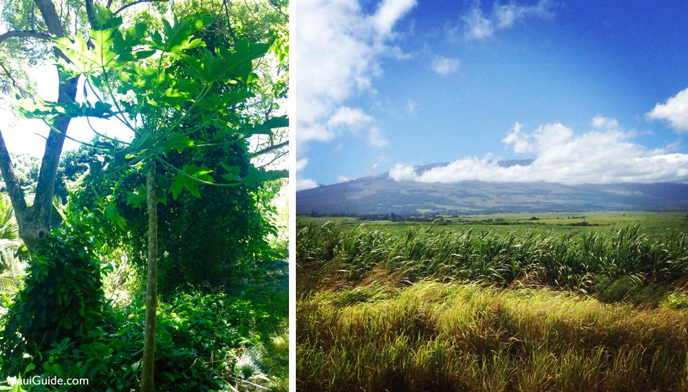 Papaya tree beside historical Maui sugarcane fields