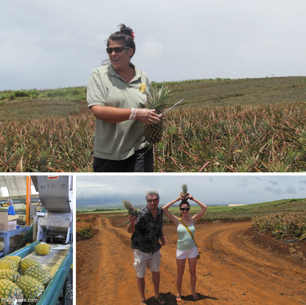 Maui pineapple tour guide, packing line and visitors in the fields