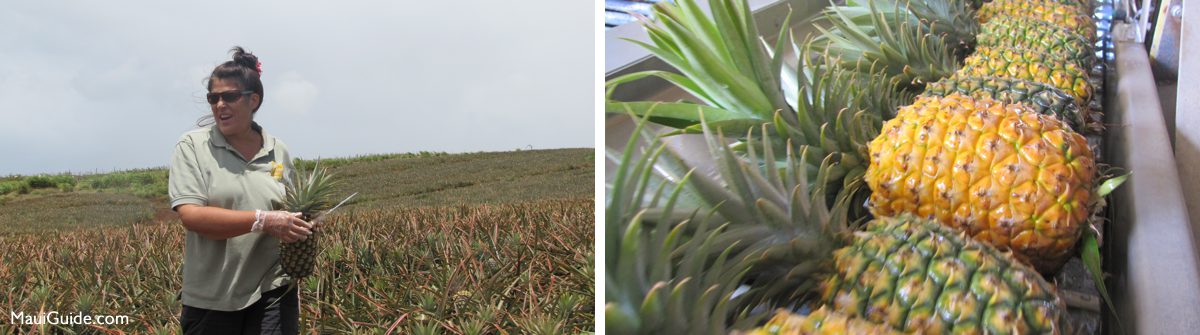 Guide in a pineapple field and harvested Maui Gold pineapples