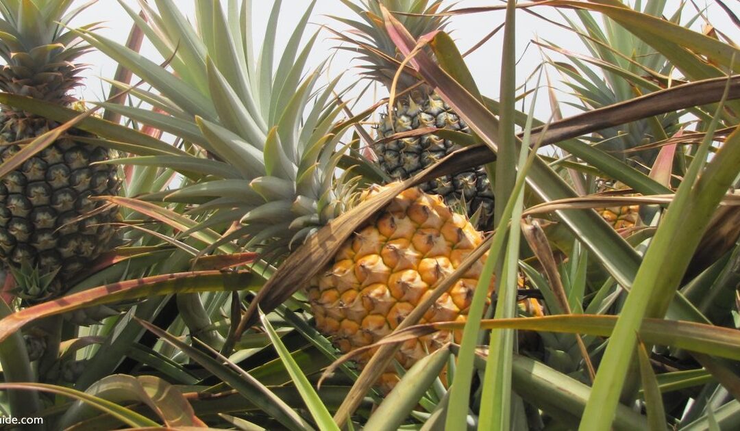 Maui Pineapple Tour With Kids