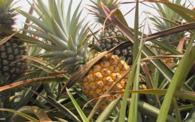 Maui Pineapple Tour With Kids