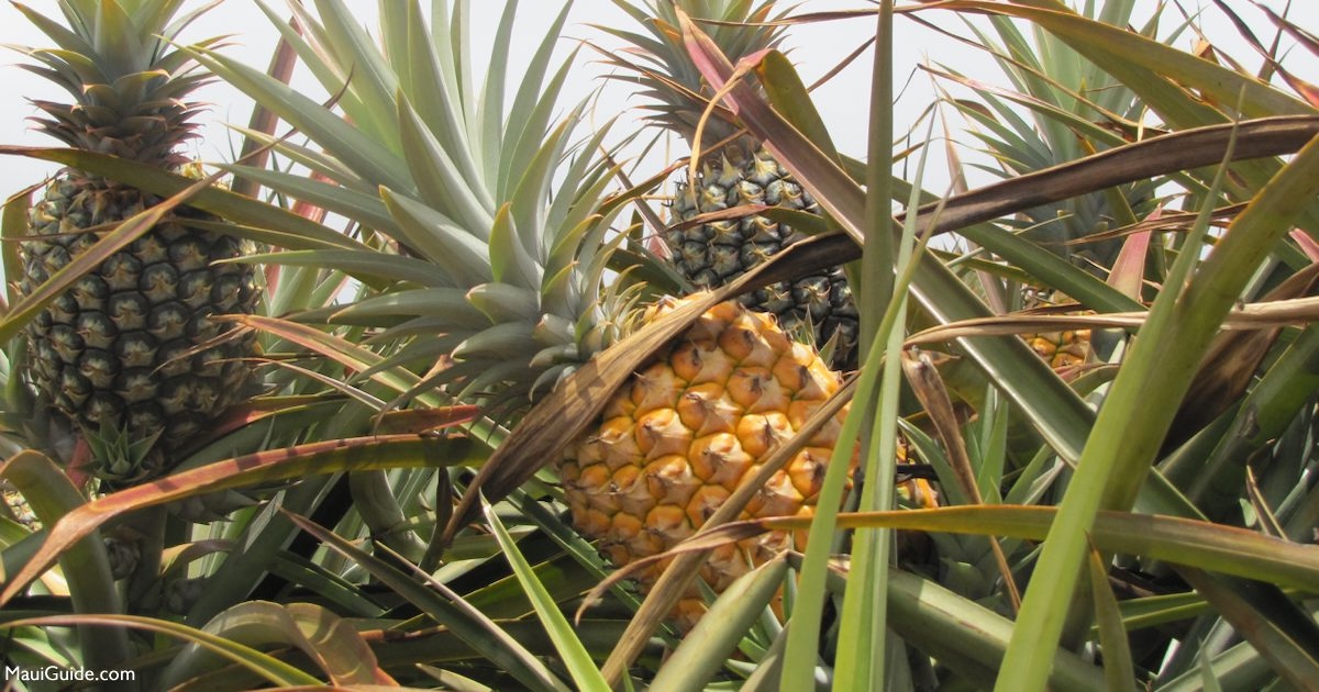 Ripe Maui Gold pineapples growing in a Hāliʻimaile field
