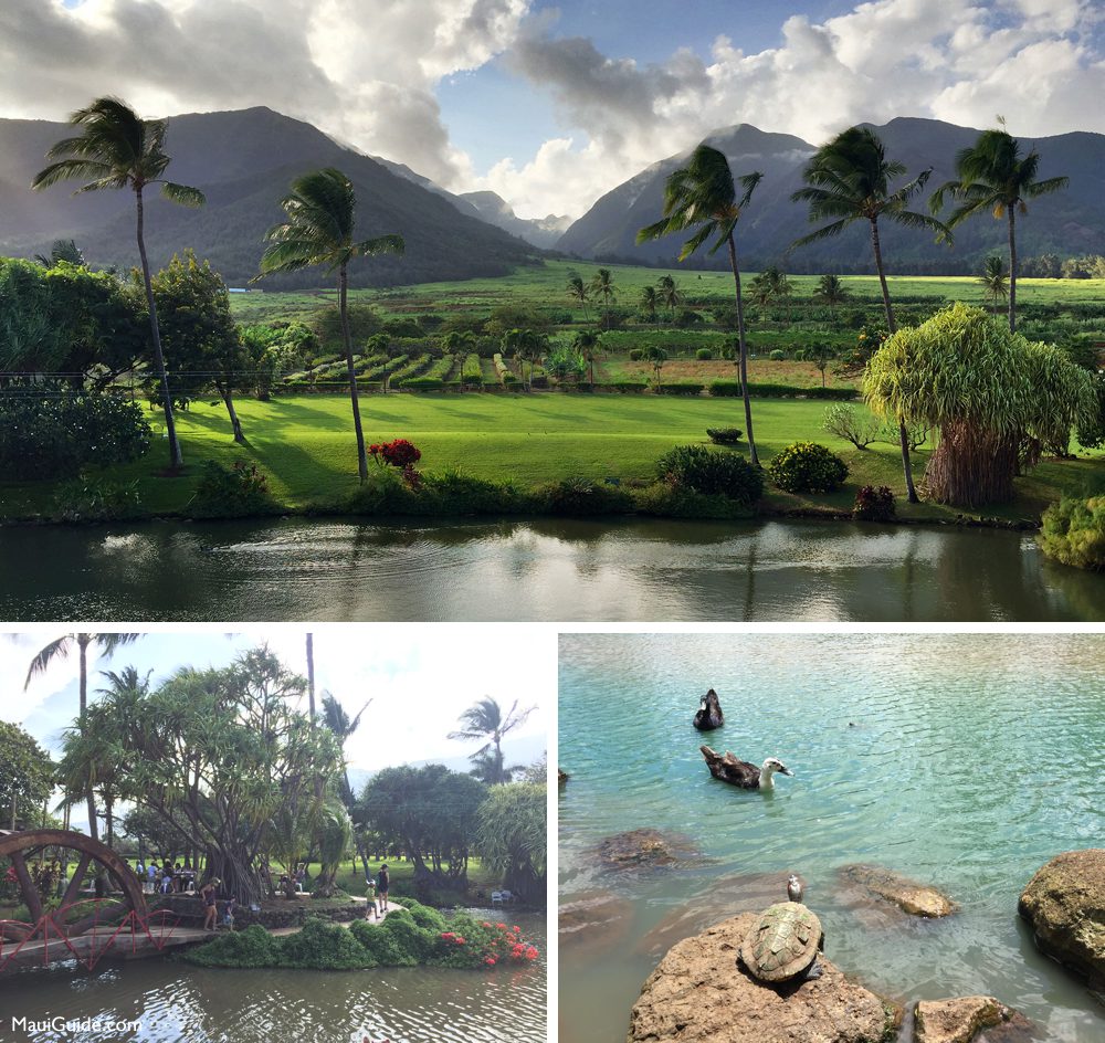 Waikapū Valley, plantation paths and ducks beside a pond turtle