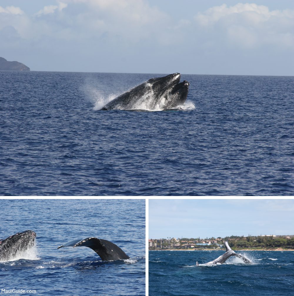 Maui humpback whales breaching, fluke diving and tail slapping