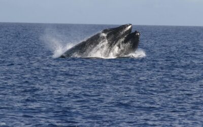 Maui Whale Facts: Humpbacks, Calves and Whale Watching