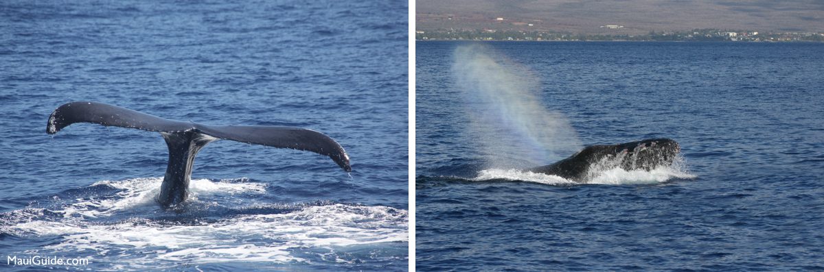 Humpback whale tail and a rainbow in a whale spout off Maui