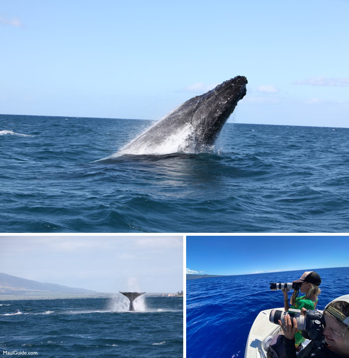 Humpback whale breach, tail and photographers on a Maui whale watch