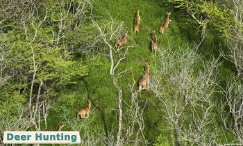 Maui deer hunting