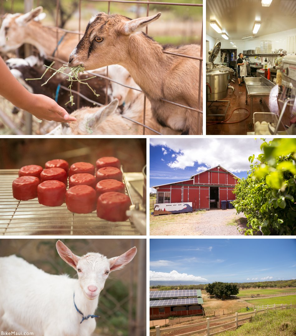 Goat feeding, cheese making, waxed cheeses and farm scenes at Surfing Goat Dairy