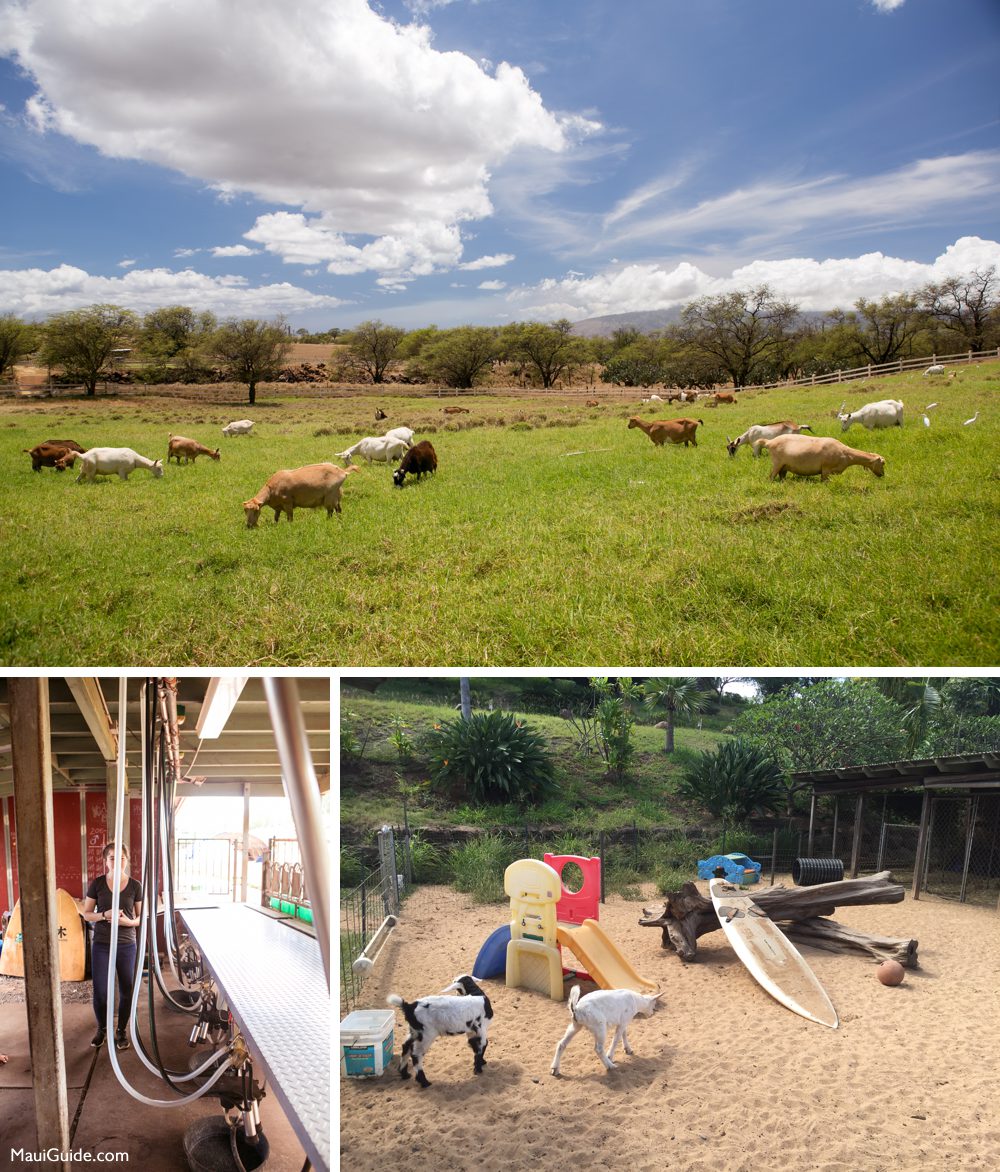 Goats grazing above the milking area and baby-goat pen at Surfing Goat Dairy