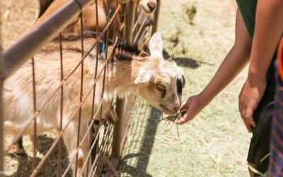Surfing Goat Dairy Tour