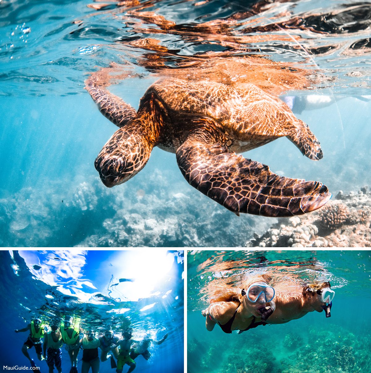 Sea turtle and snorkelers on a Trilogy snorkeling outing