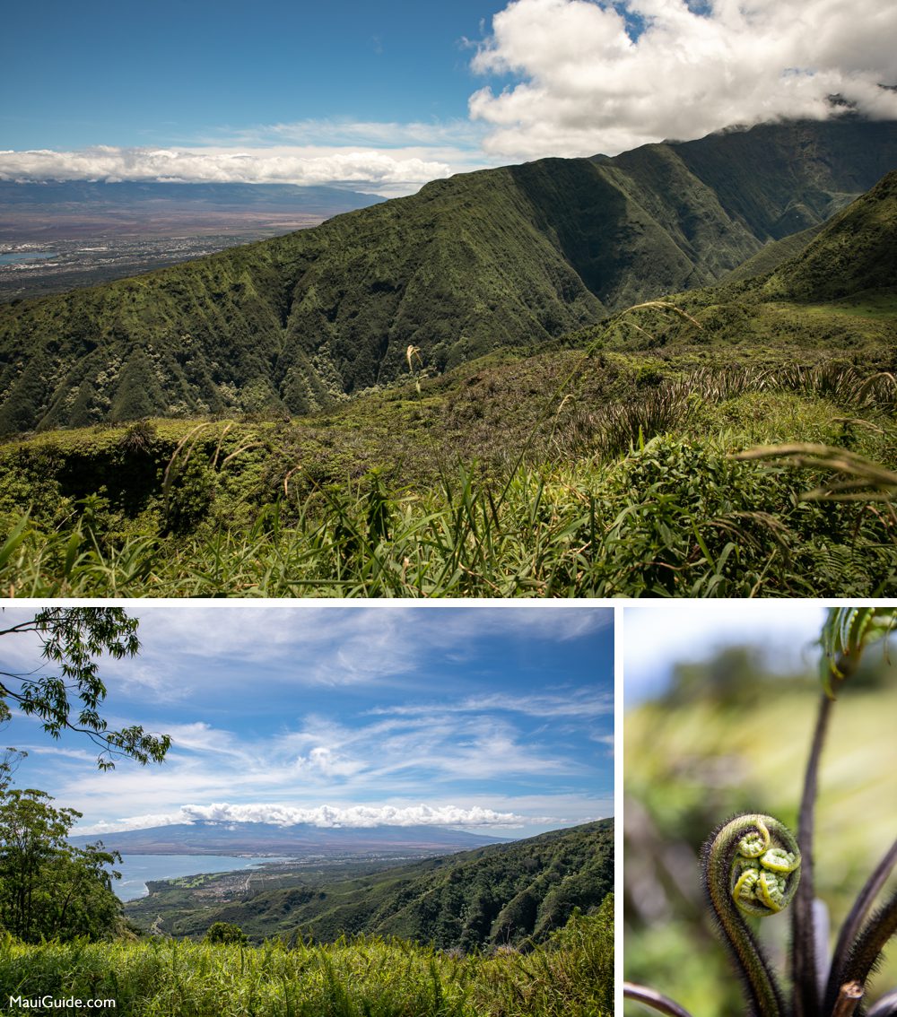 Waihee Ridge valley, coastal views and a curled fern